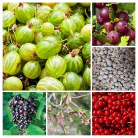Különleges ribizli és egresfajták válogatáscsomag, Ribes ssp, vetőmag, akció, kedvezmény